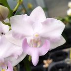 Orhidee Phalaenopsis pulcherrima 'Pink'