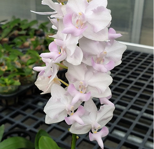 Orhidee Phalaenopsis pulcherrima 'Pink'