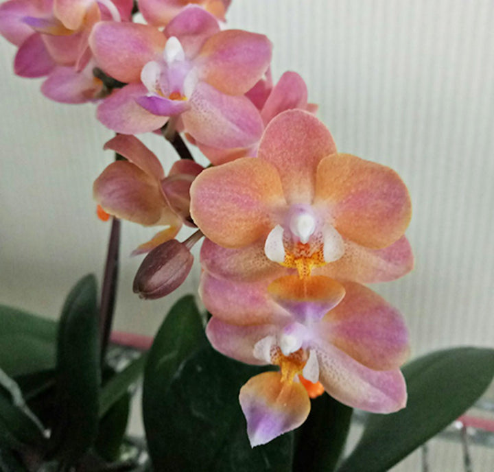 Orhidee Phalaenopsis Miki Pink Dawn 'DB2331'