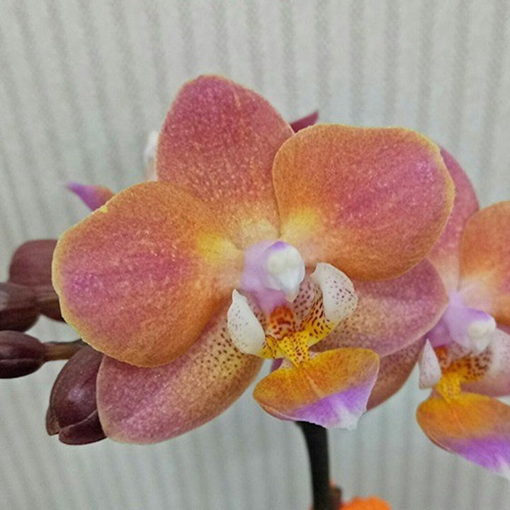 Orhidee Phalaenopsis Miki Pink Dawn 'DB2331'