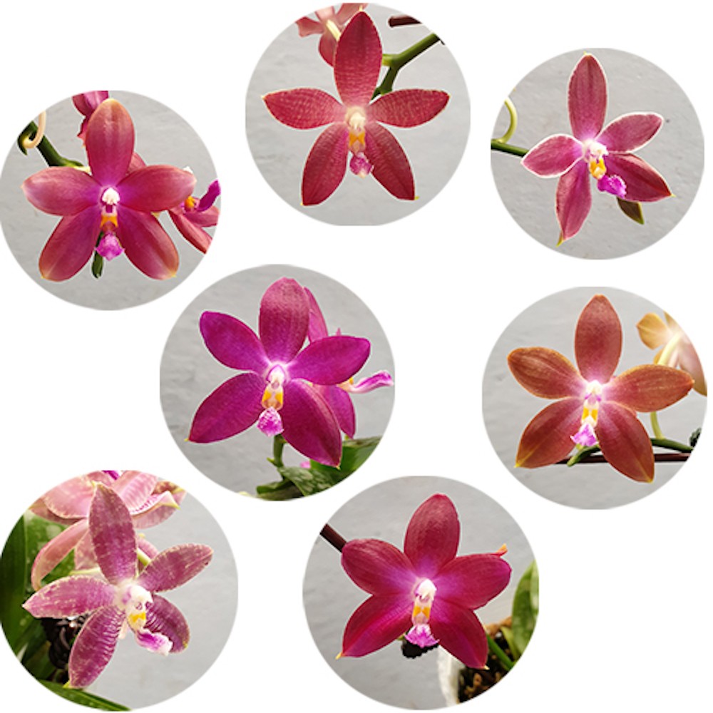 Orhidee Phalaenopsis Miki Red Star (Ph. Yaphon Rich Woman × tetraspis 'C1' )