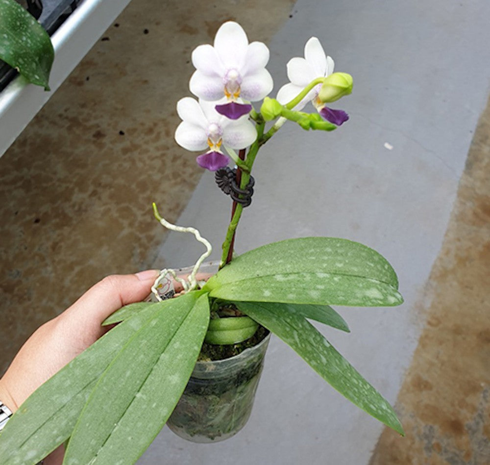 Orhidee Phalaenopsis Su's Glad Kid 'Blue'