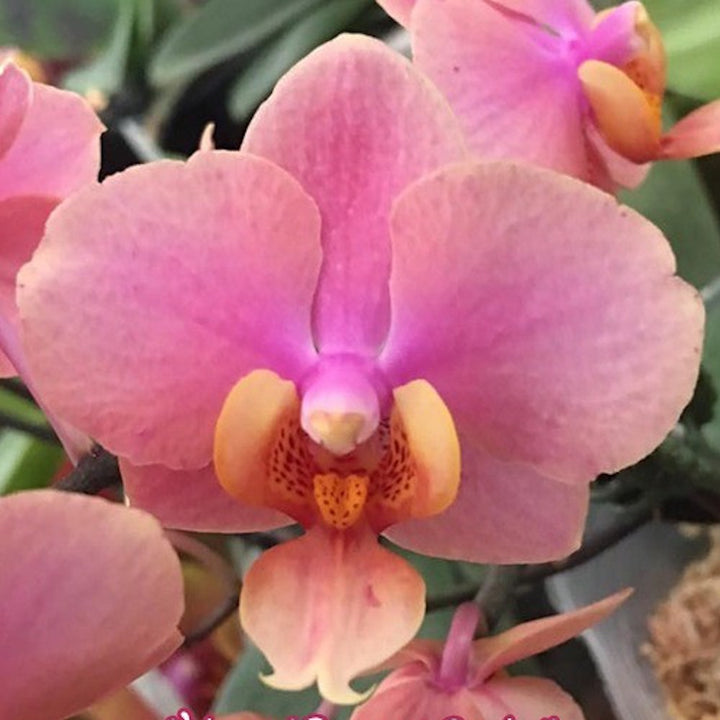 Orhidee Vdnps. 'Orange Sorbet' (Vdnps. Jiaho's Orange × Phal. schilleriana)