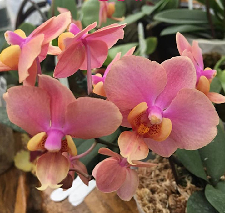 Orhidee Vdnps. 'Orange Sorbet' (Vdnps. Jiaho's Orange × Phal. schilleriana)