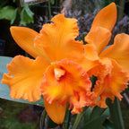 Orhidee Rlc. Spanish Eye