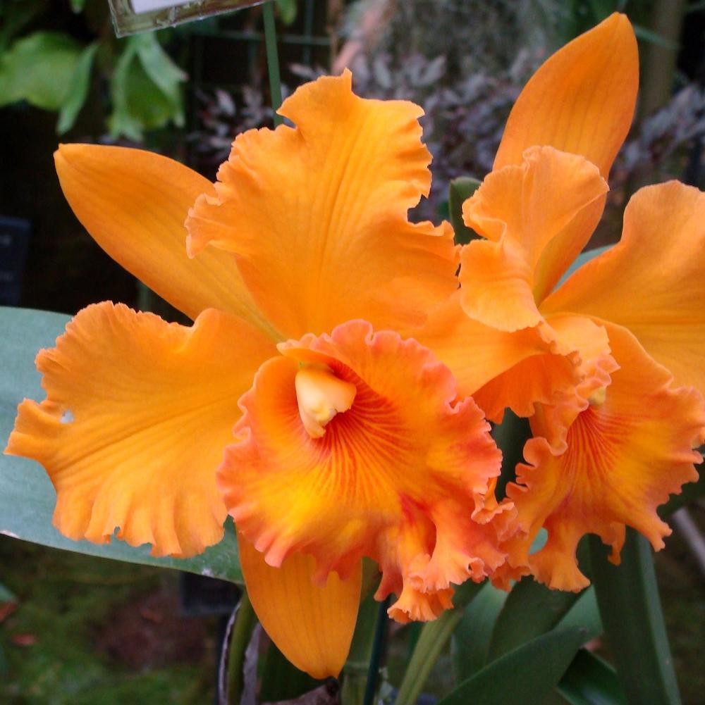 Orhidee Rlc. Spanish Eye