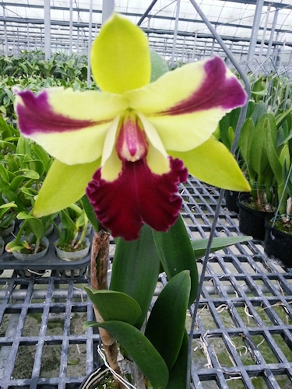 Orhidee Rlc. Penny Helen - parfum picant