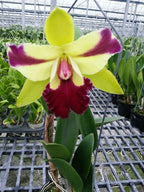 Orhidee Rlc. Penny Helen - parfum picant