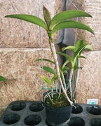 Orhidee Cattleya Chialin Doll