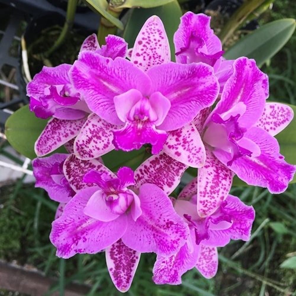 Cattleya Monte Elegante