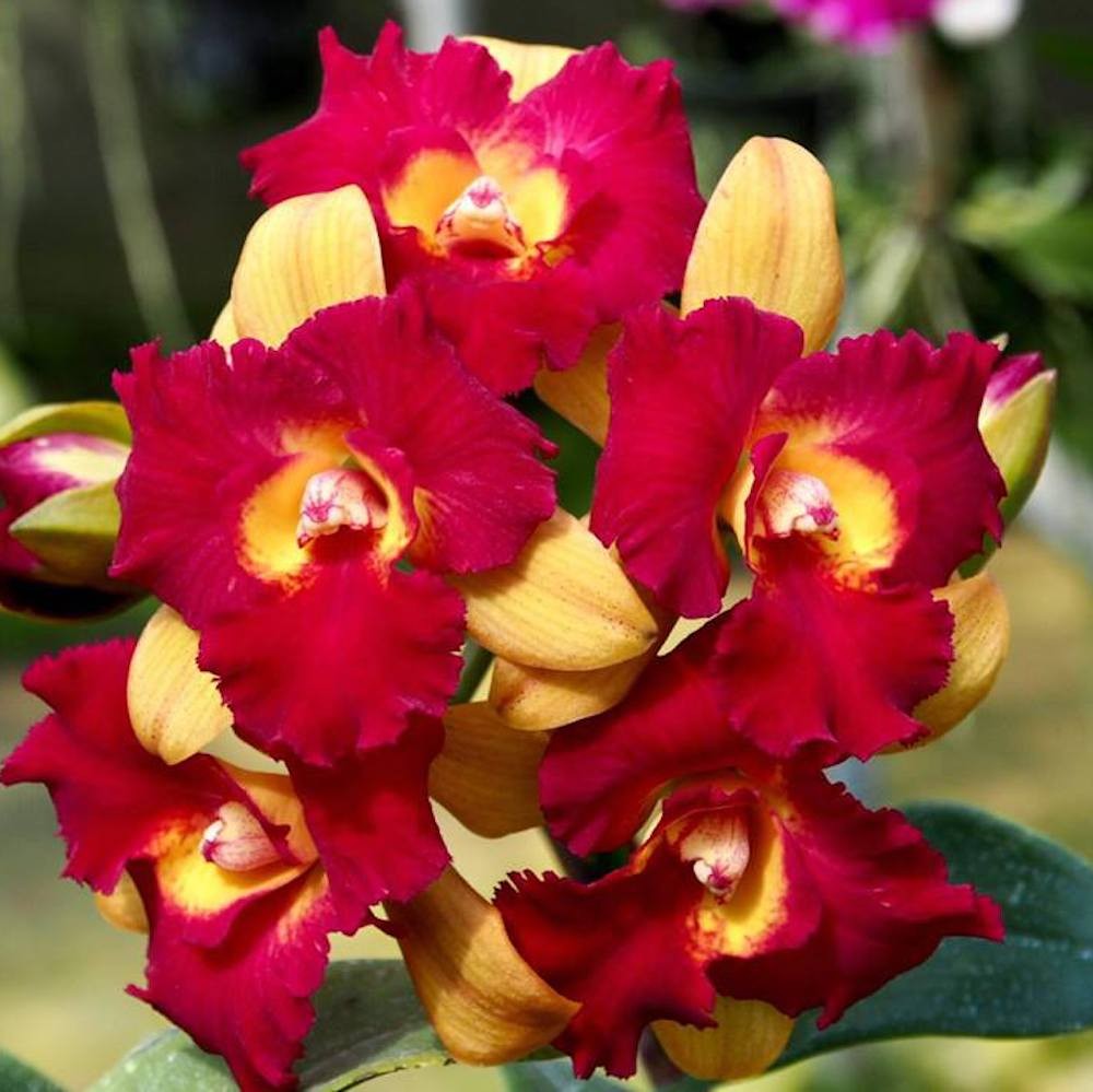 Orhidee Rth. Qing Ming Beauty