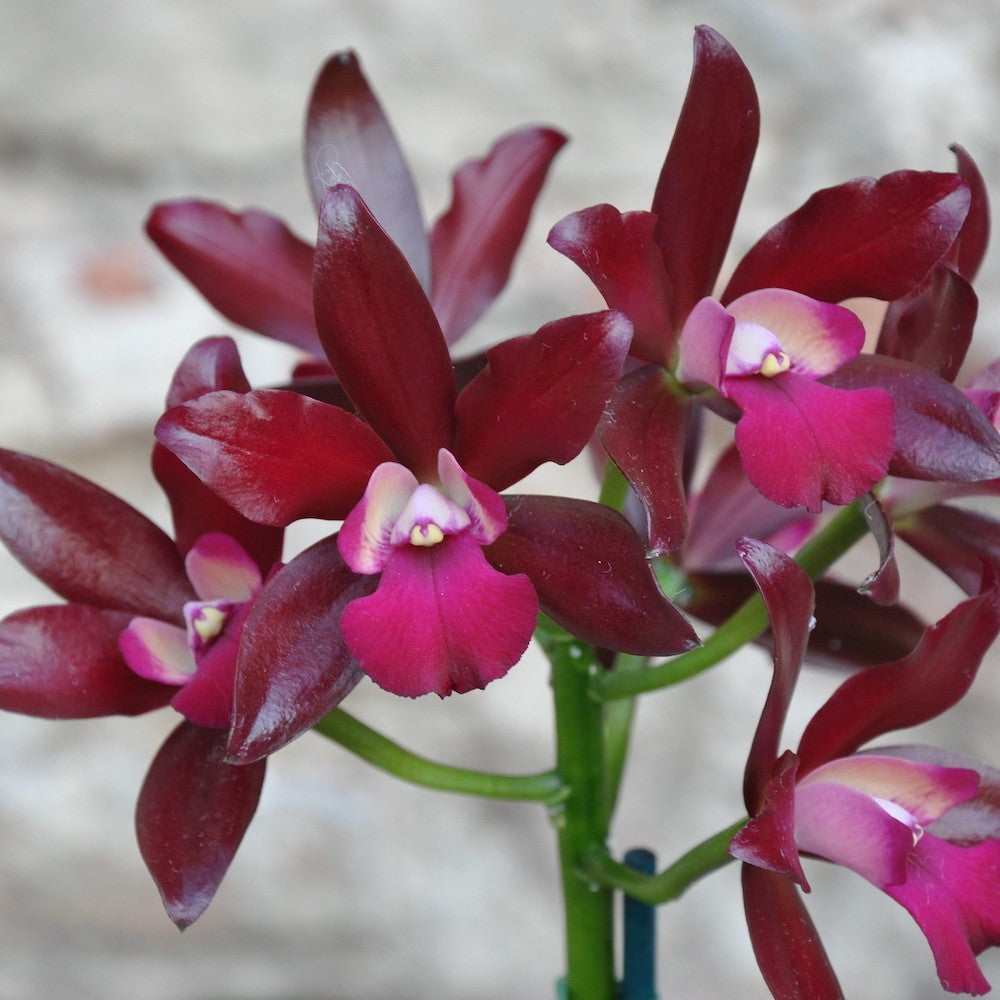 Orhidee Cattlianthe (Lc.) Sagarik Wax 'African Beauty' - parfumata