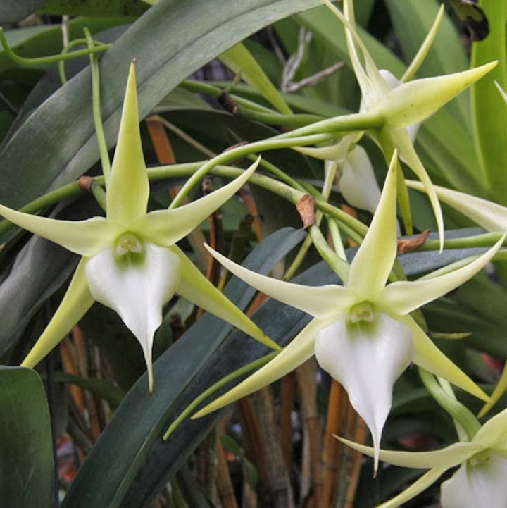 Orhidee Angraecum Crestwood 'Tomorrow Star'