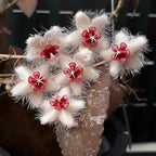 Hoya caudata (frunze negre)