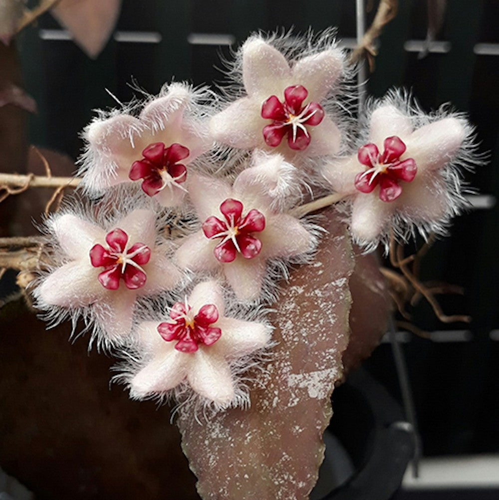Hoya caudata (frunze negre)