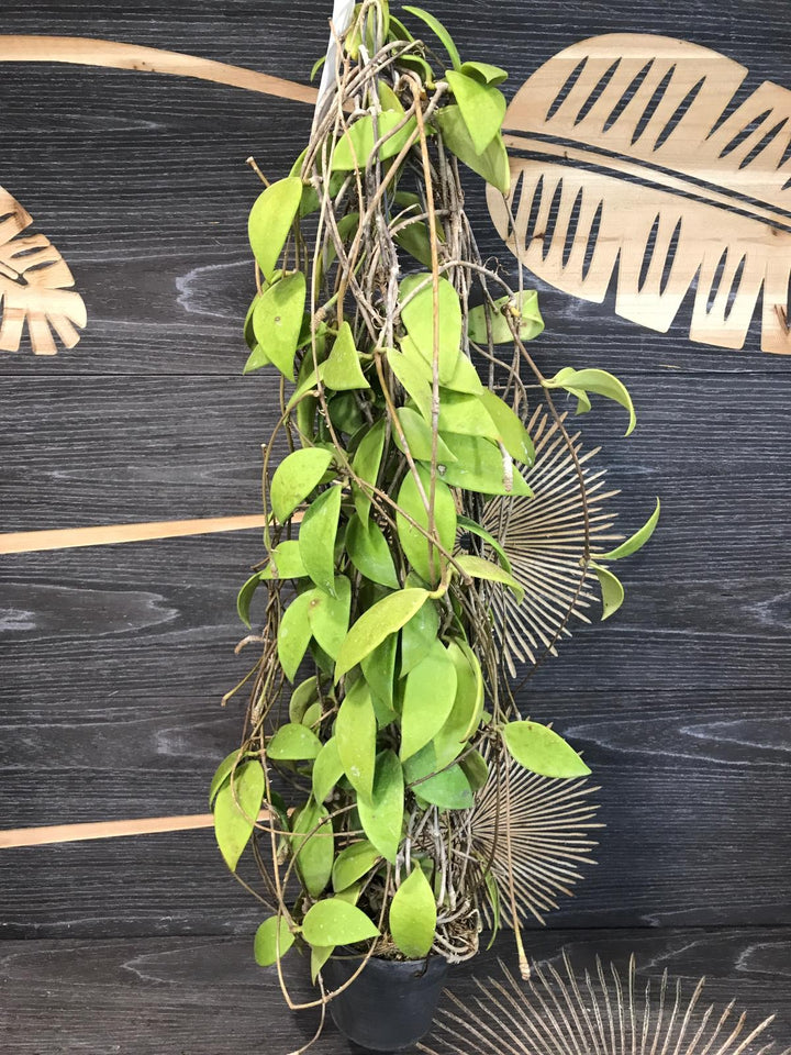 Hoya micrantha - parfumata