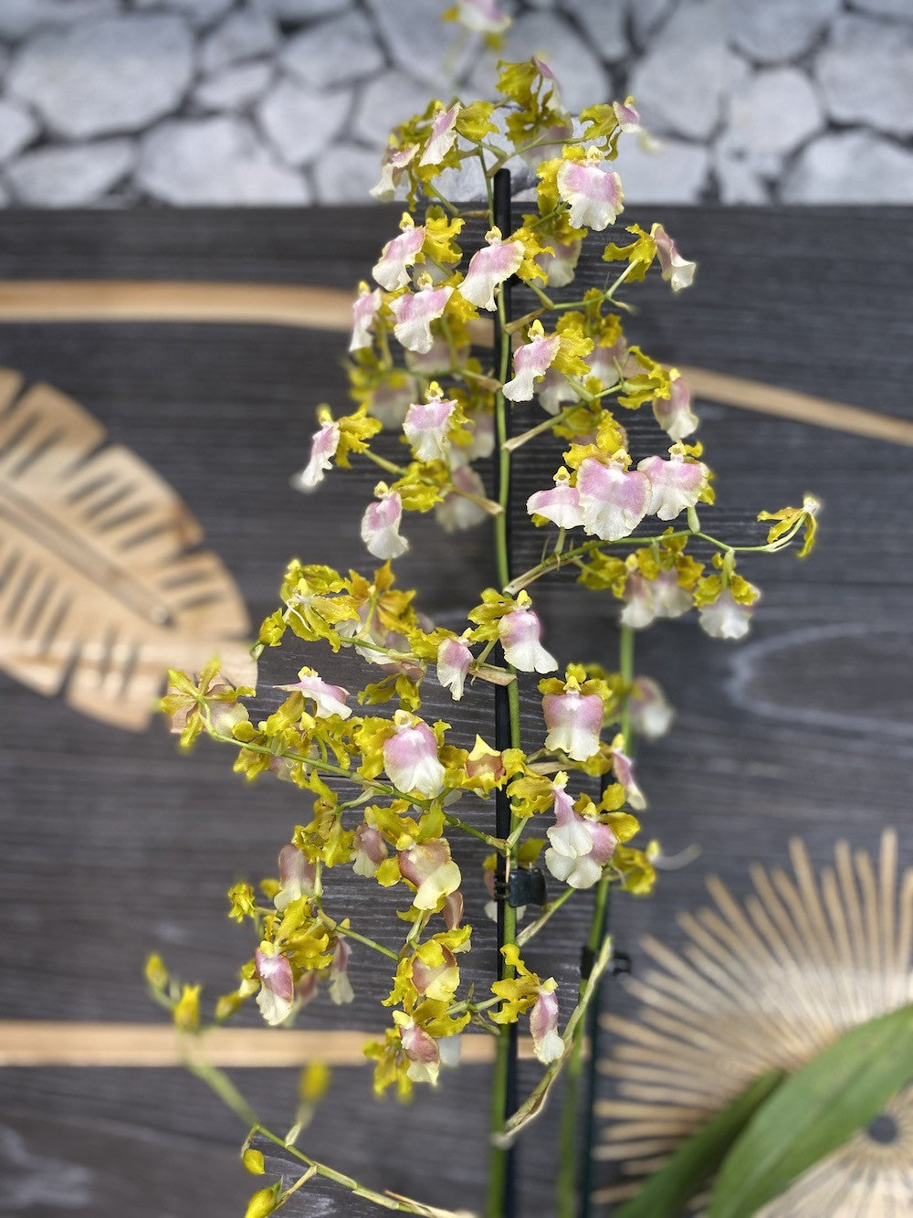 Oncidium Pupukea - parfum de vanilie