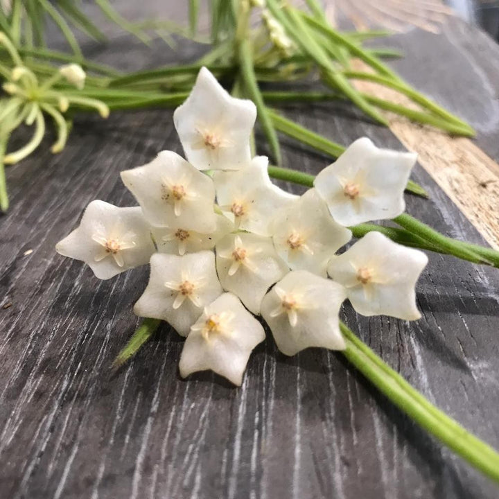 Hoya linearis flowers