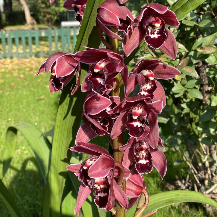 Orhidee Cymbidium Latoya - flori grena