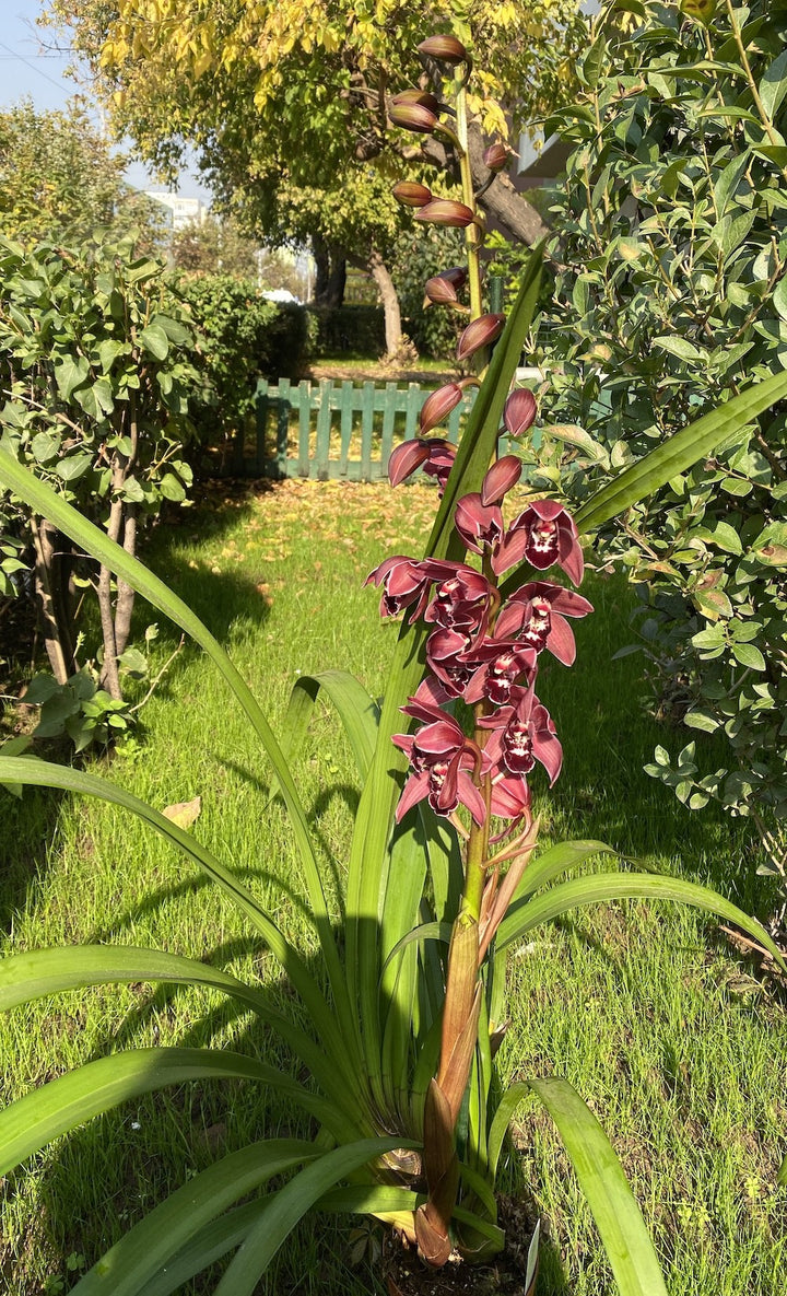 Orhidee Cymbidium Latoya - flori grena