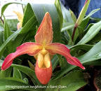 Orhidee Phragmipedium Longueville (Longifolium x Hanne Popow)