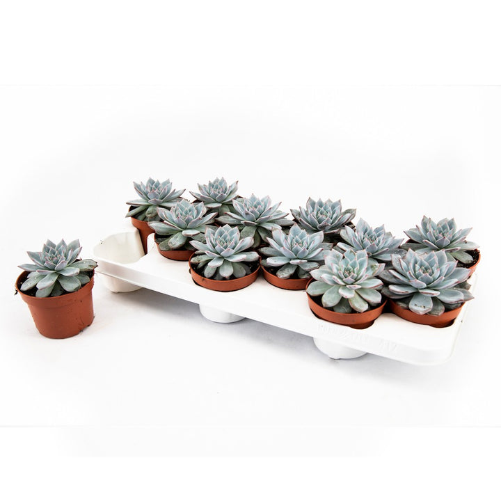 Echeveria Blue Bird - planta suculenta