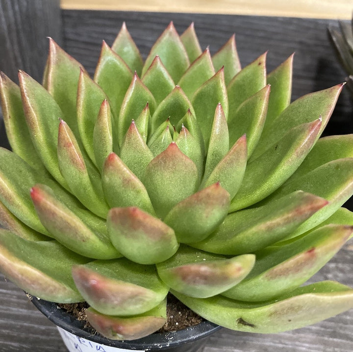 Echeveria Sagita - planta suculenta