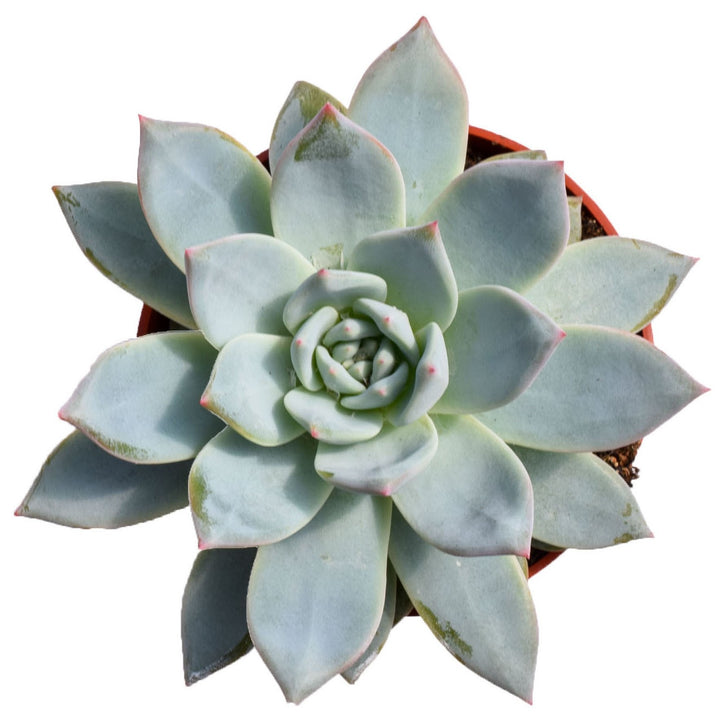 Echeveria Blue Bird - planta suculenta