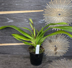 Orhidee Phragmipedium Longueville (Longifolium x Hanne Popow)