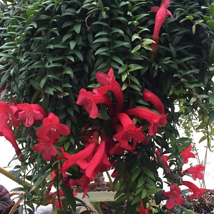 Aeschynanthus 'Japhrolepis' - Lipstick plant (neinflorita)