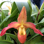 Orhidee Phragmipedium Longueville (Longifolium x Hanne Popow)