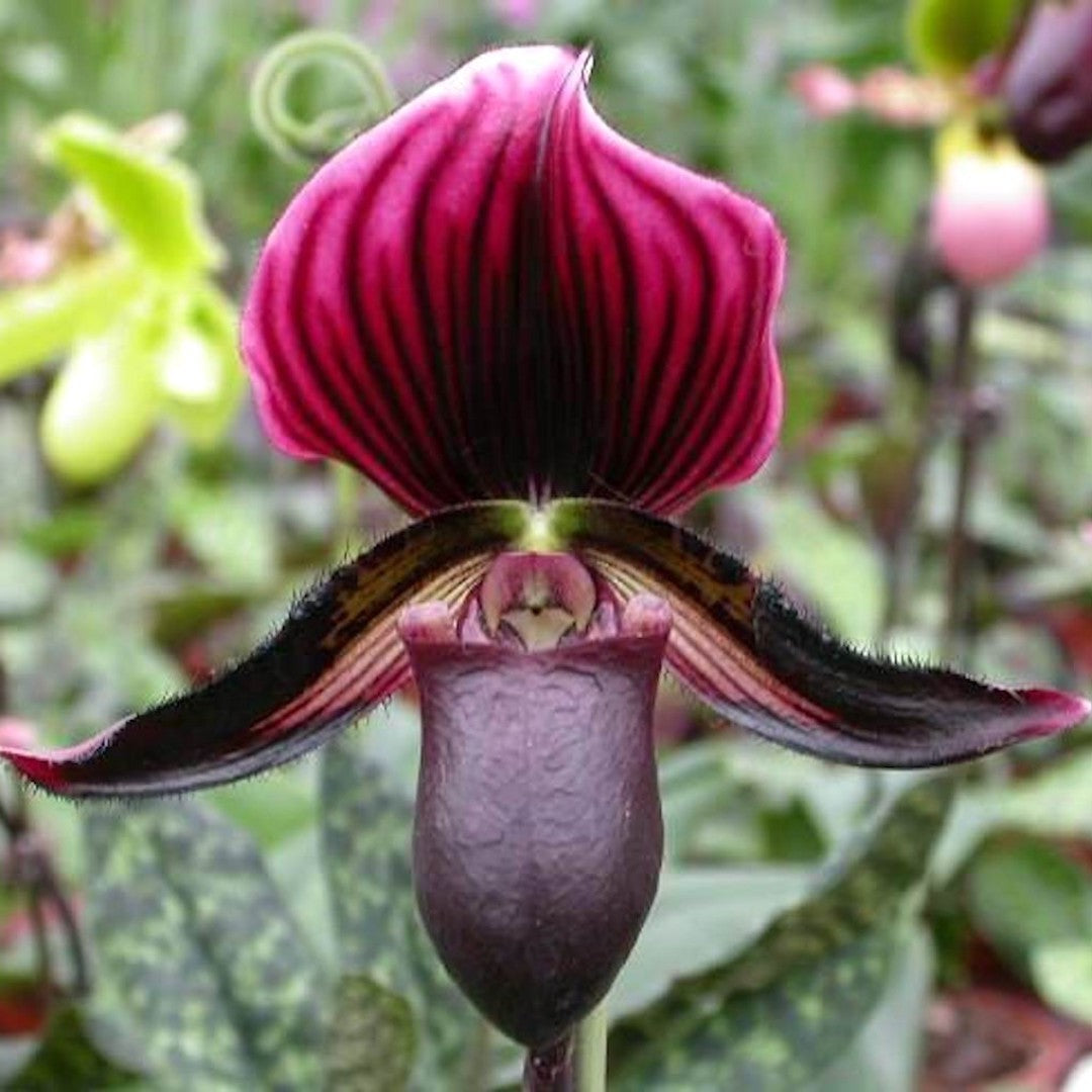 Orhidee Paphiopedilum Vinicolor