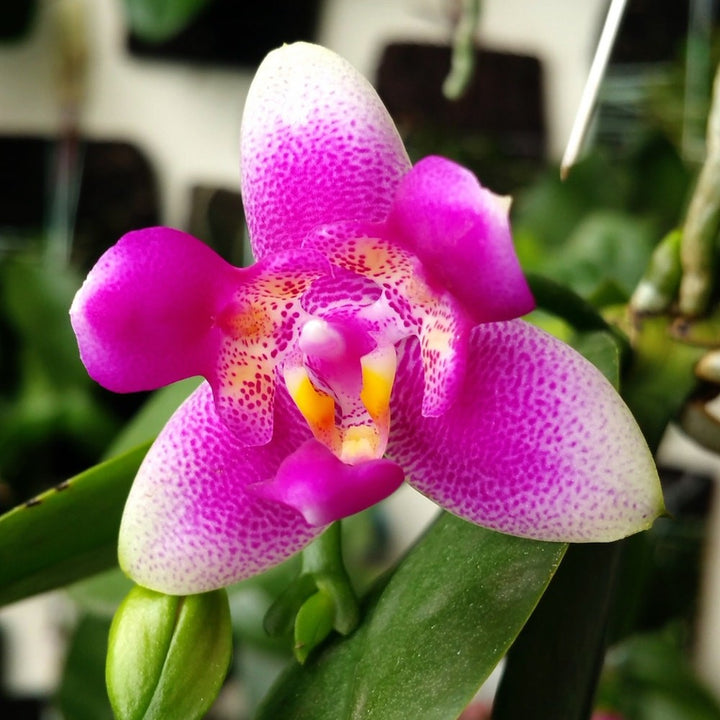 Phalaenopsis Vio Vio 'Cat Face' (peloric)