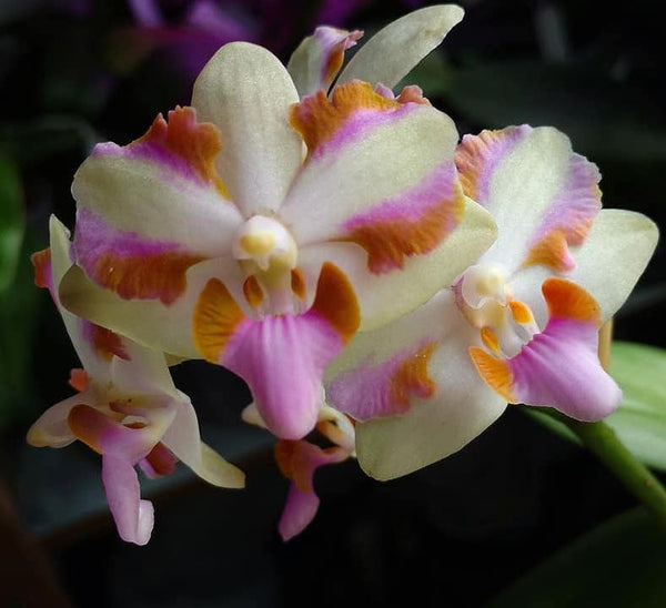 Orhidee Phalaenopsis Pulcherrima 4N Yaphon