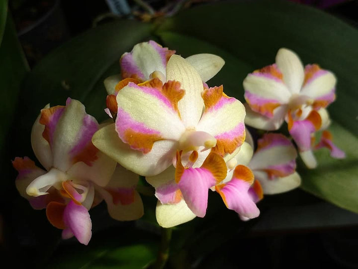 Orhidee Phalaenopsis Pulcherrima 4N Yaphon