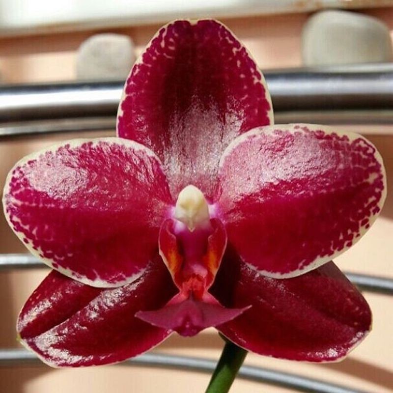 Orhidee Phalaenopsis Sogo Relex '1671'