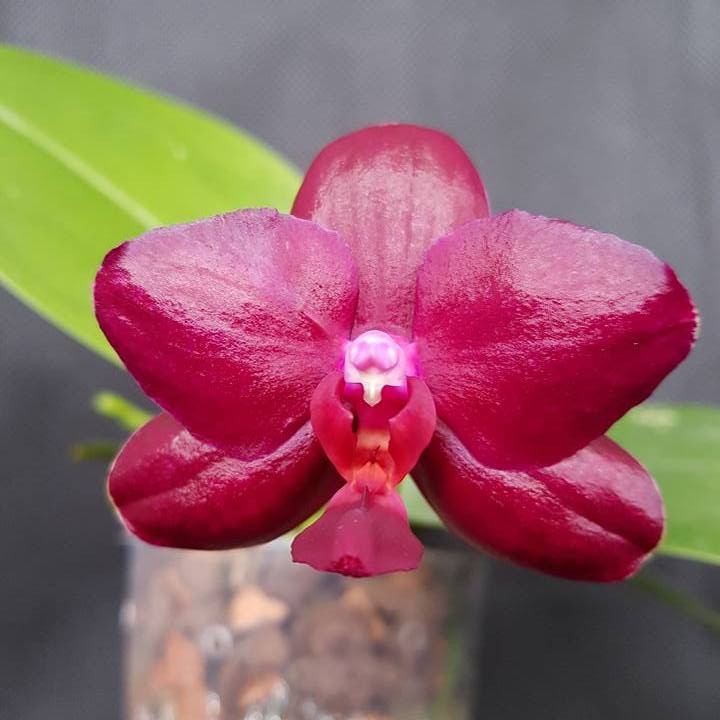 Orhidee Phalaenopsis Sogo Relex '1661'