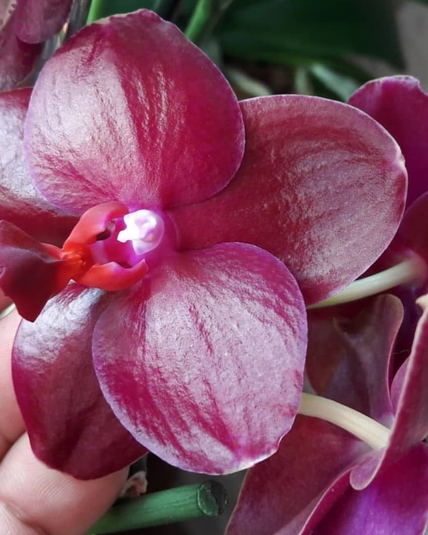 Orhidee Phalaenopsis Sogo Relex '1661'