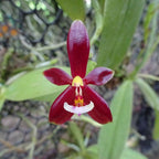 Orhidee Phalaenopsis cornu-cervi var. chattaladae (4N)