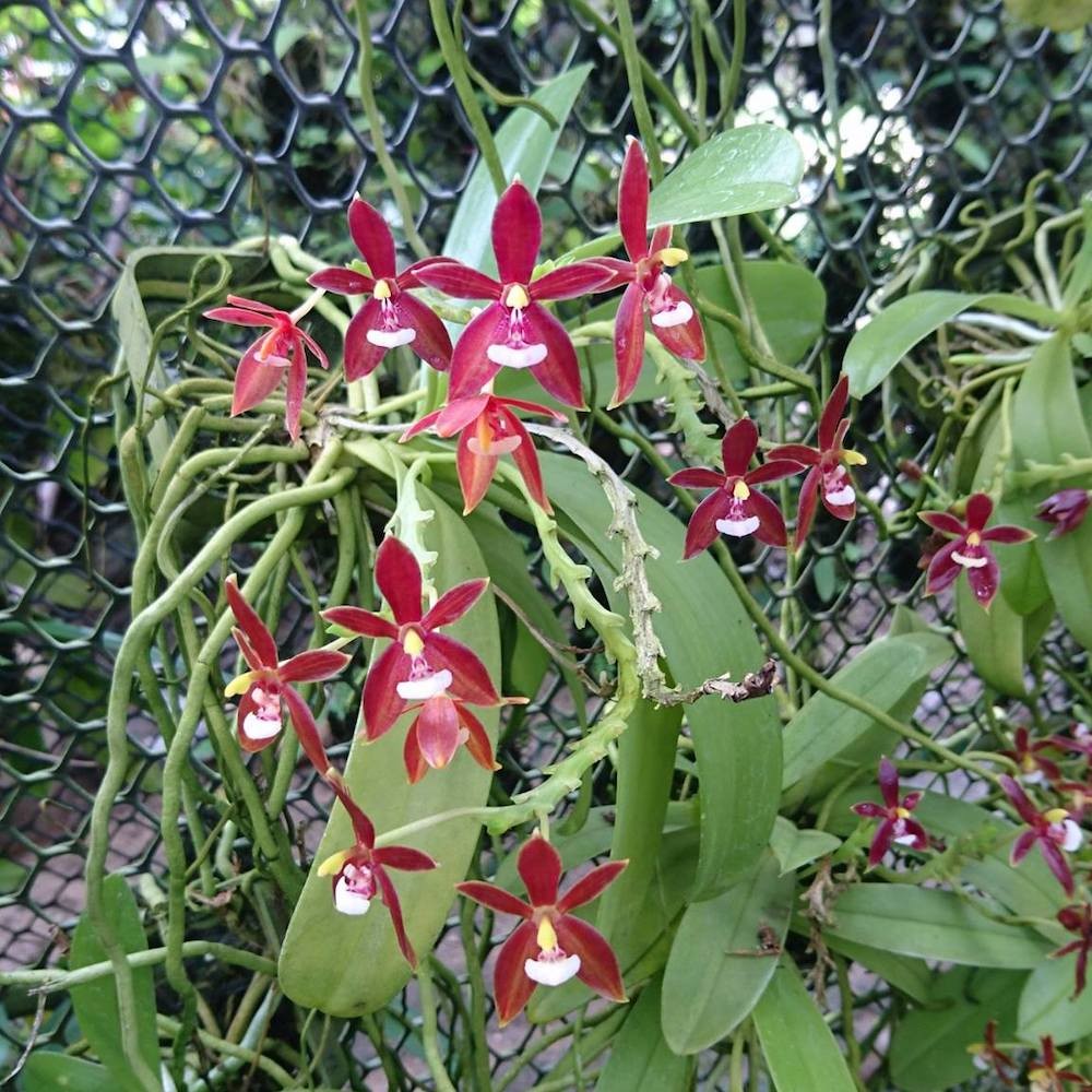 Orhidee Phalaenopsis cornu-cervi var. chattaladae (4N)