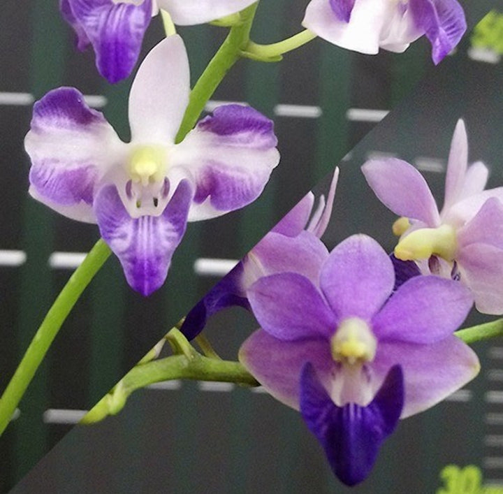 Orhidee Phalaenopsis pulcherrima var. coerulea splash × sib