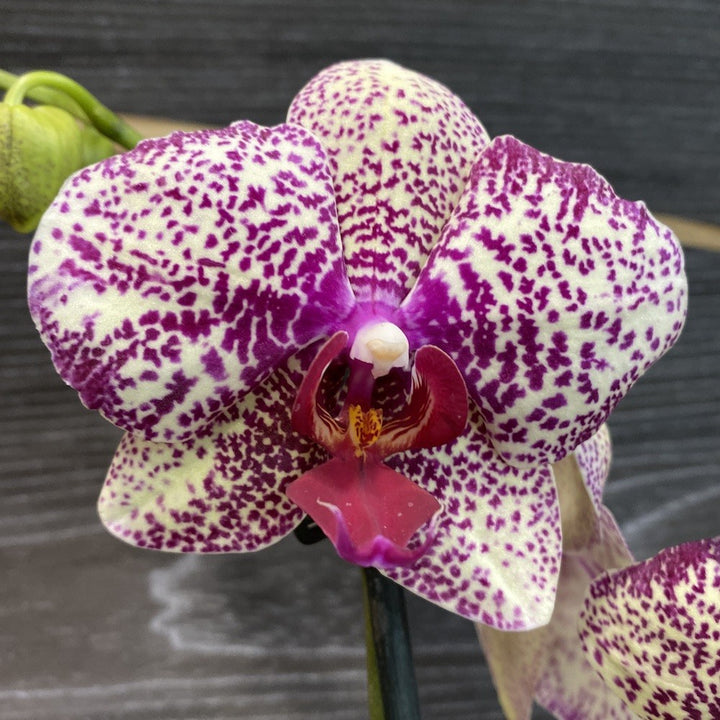 Orhidee Phalaenopsis Yolo