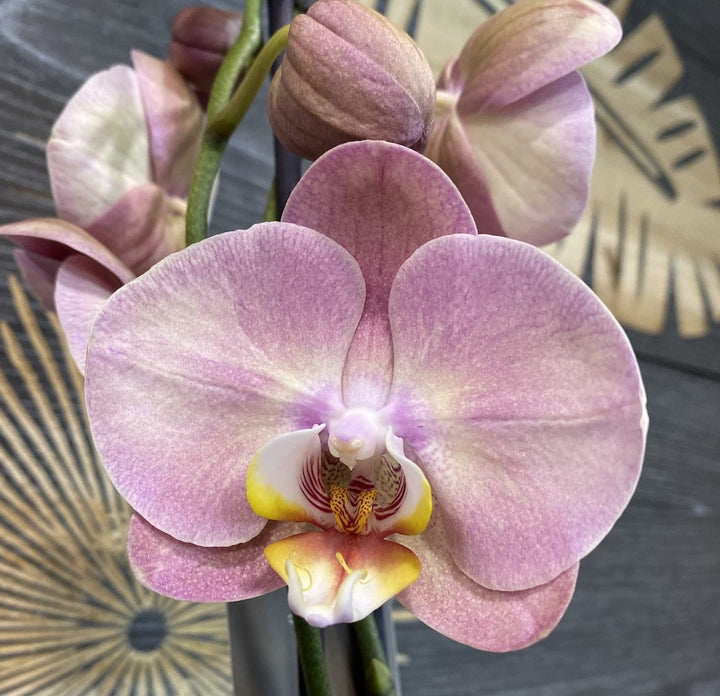 Orhidee Phalaenopsis Sylvia