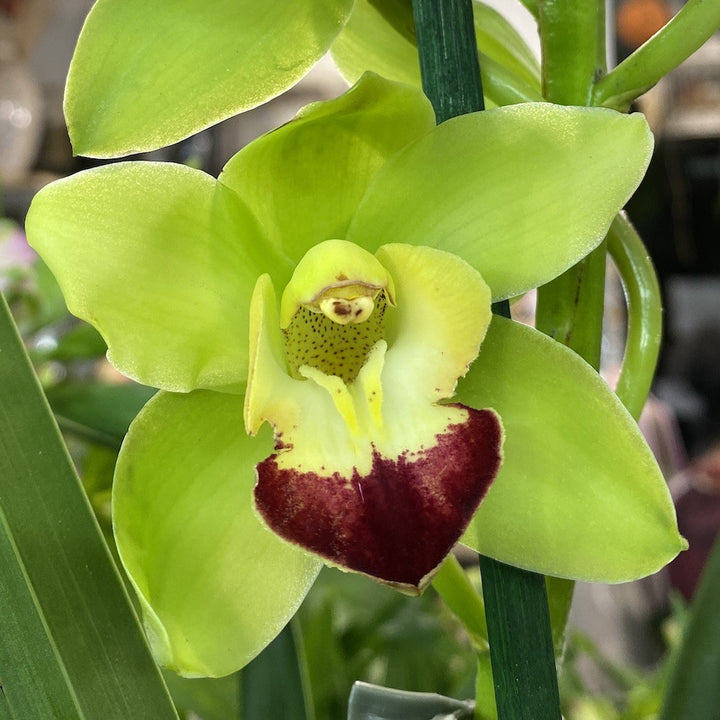 Orhidee Cymbidium verde