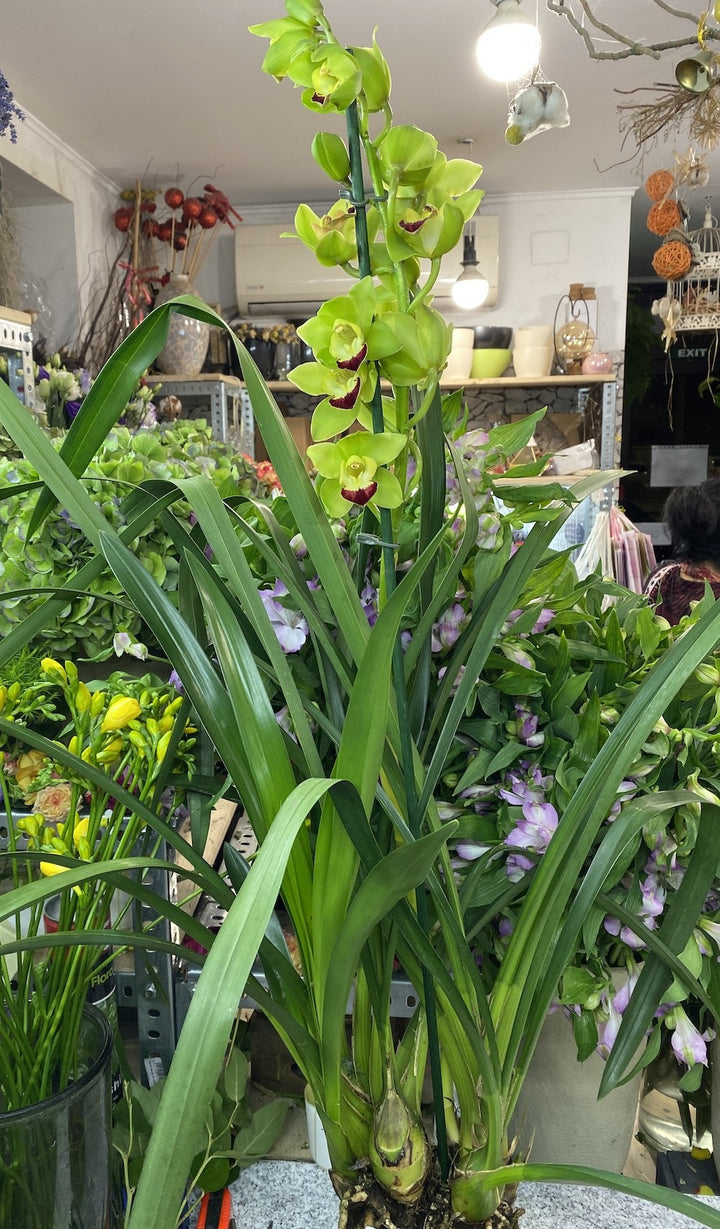 Orhidee Cymbidium verde