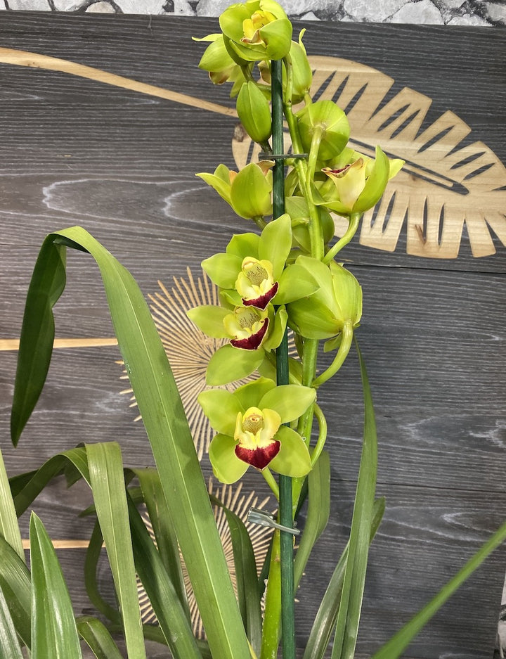 Orhidee Cymbidium verde