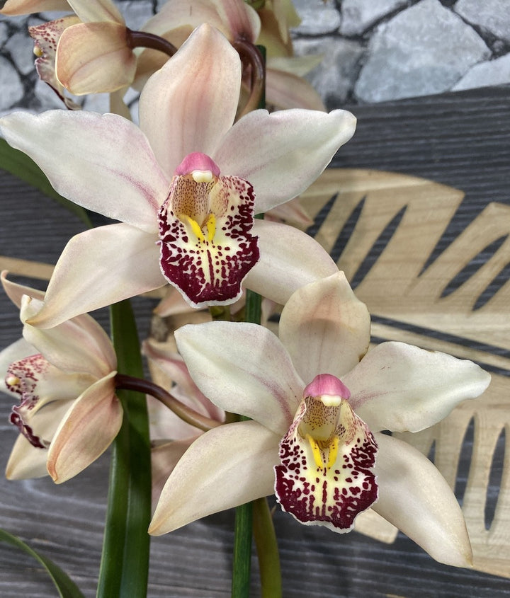 Orhidee Cymbidium alb-roze Shirley