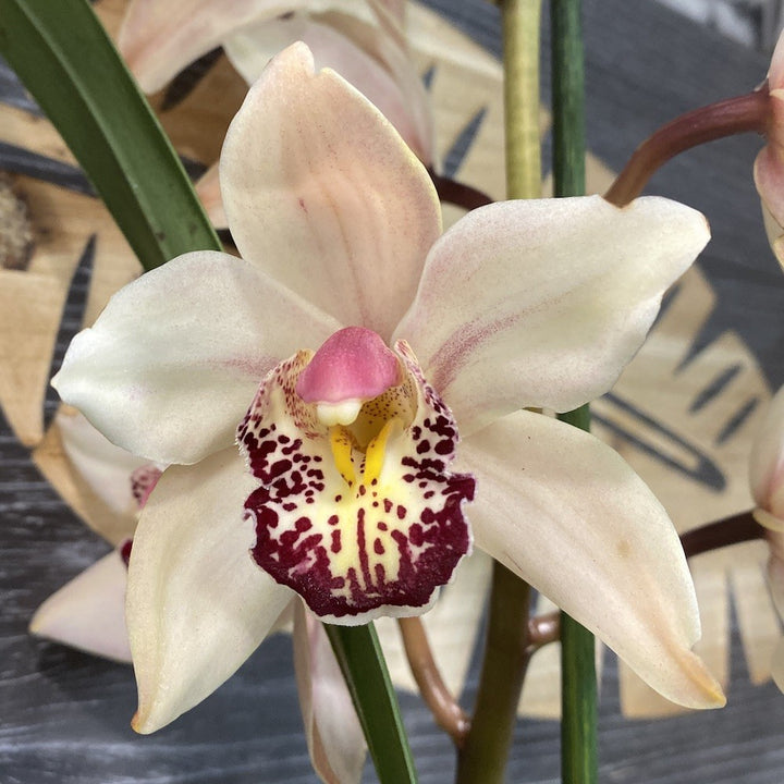 Orhidee Cymbidium alb-roze Shirley