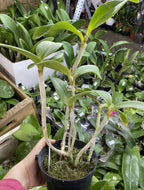 Orhidee Cattleya Chialin Doll