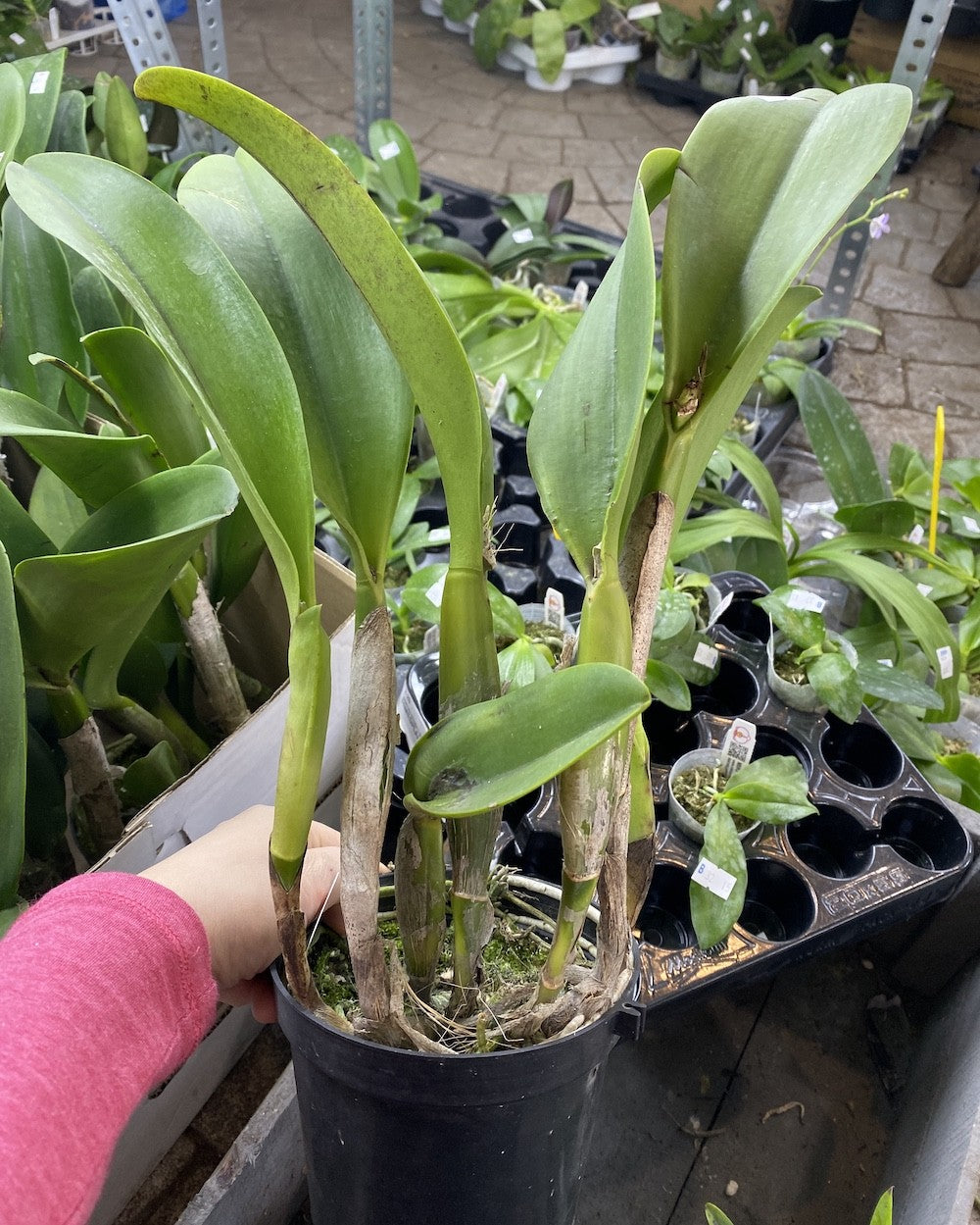 Orhidee Rlc. Spanish Eye